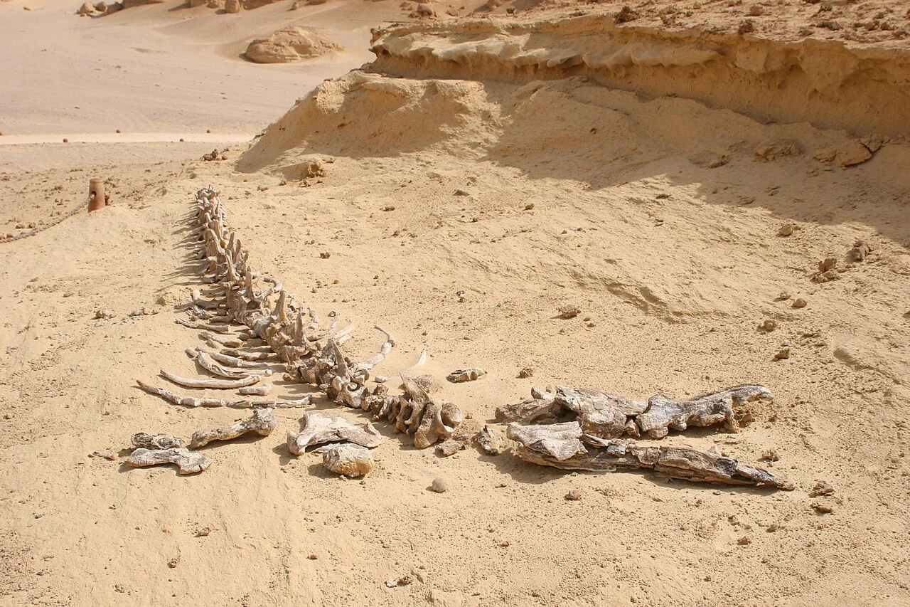 4. Wadi Al-Hitan: the desert of ancient whales