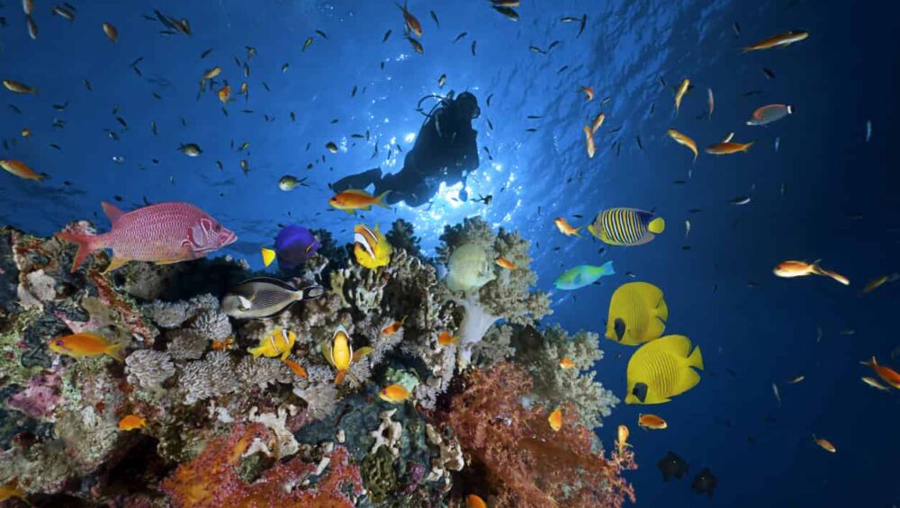 Scuba diving Sharm El Sheikh x