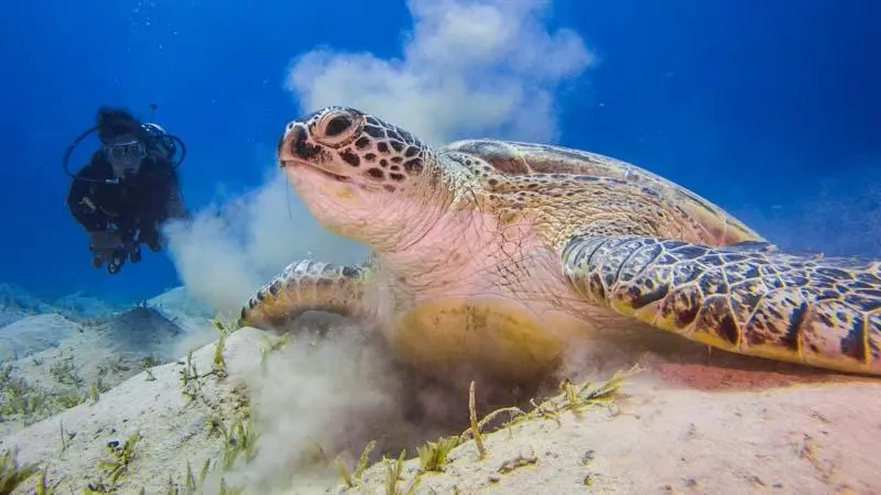 Sea turtle swimming over a coral reef in Marsa Alam, Egypt