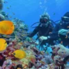 Scuba diver exploring colorful coral reef in the Red Sea, Egypt
